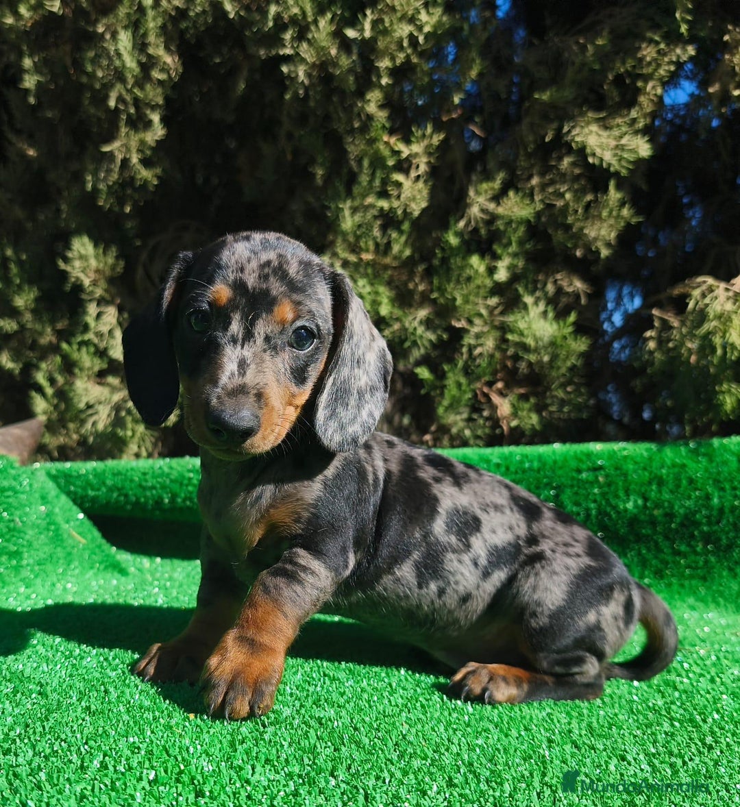 Teckel perros en venta: Teckel Arlequin Plata - Imagen 1