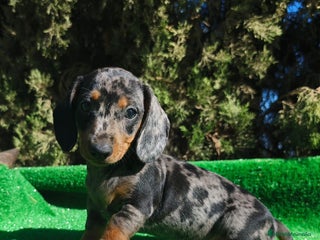 Teckel perros - Anuncio 25