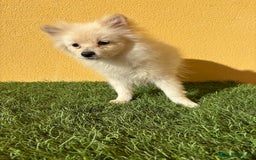 Pomerania perros en venta: pomerania toy macho blanco  - Imagen 9