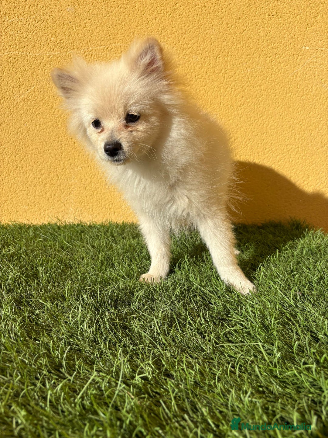 Pomerania perros en venta: pomerania toy macho blanco  - Imagen 9