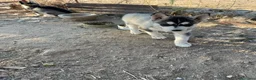 Husky Siberiano perros en venta: Huskys siberianos de Calidad  - Anuncio 2