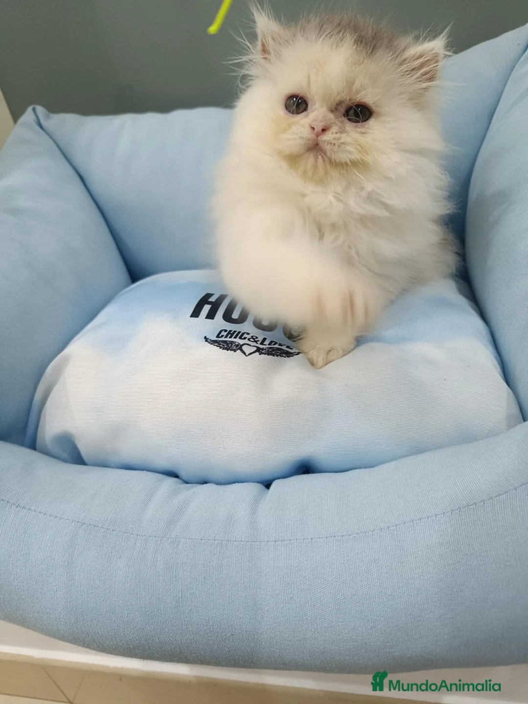 Persa gatos en venta: Gata persa americana - Anuncio 3