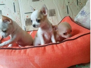 Chihuahua perros - Anuncio 32