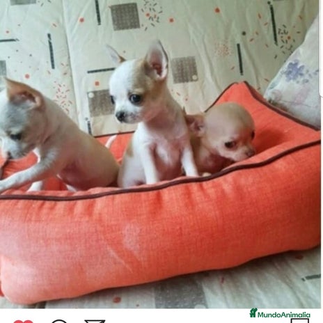 Chihuahua perros - Anuncio 1