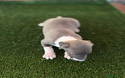 Pequeño Lebrel Italiano perros en venta: Galgo italiano Piccolo macho blue - Imagen 3