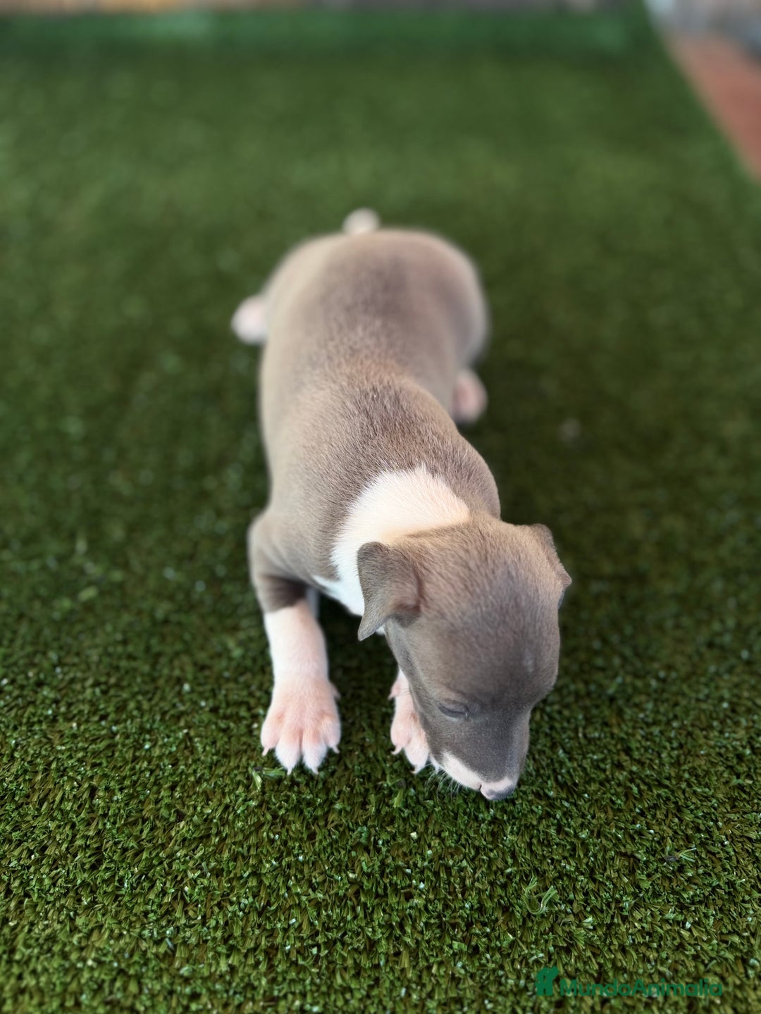 Pequeño Lebrel Italiano perros en venta: Galgo italiano Piccolo macho blue - Imagen 3