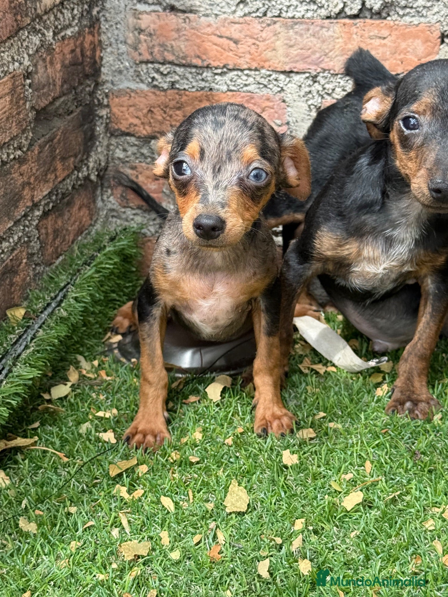 Pinscher Miniatura perros Mini pincher Exoticos  - Anuncio 34