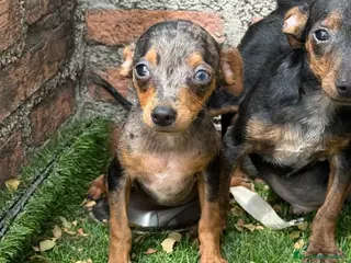 Pinscher Miniatura perros Mini pincher Exoticos - Anuncio 34