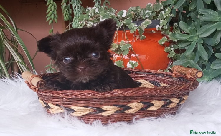 Yorkshire Terrier perros - Anuncio 1