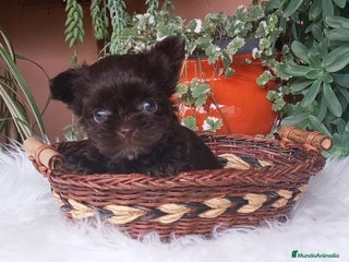 Yorkshire Terrier perros - Anuncio 8