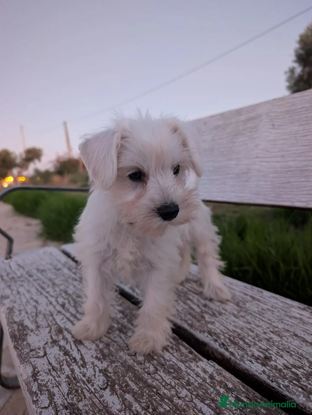 Schnauzer Mediano perros en venta: Schnauzer precio real  - Anuncio 2
