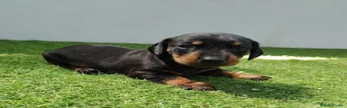 Teckel Cachorro negro. Fuego 