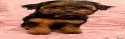 Yorkiepoo perros en venta: Yorkiepoo - Anuncio 2