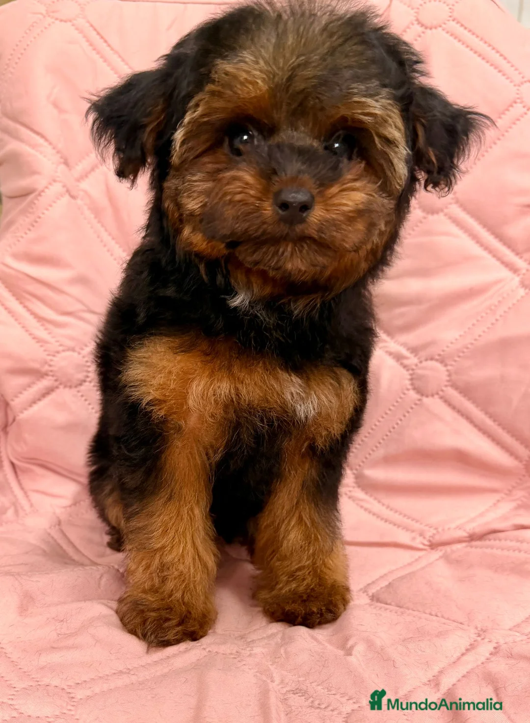 Yorkiepoo perros en venta: Yorkiepoo - Anuncio 2
