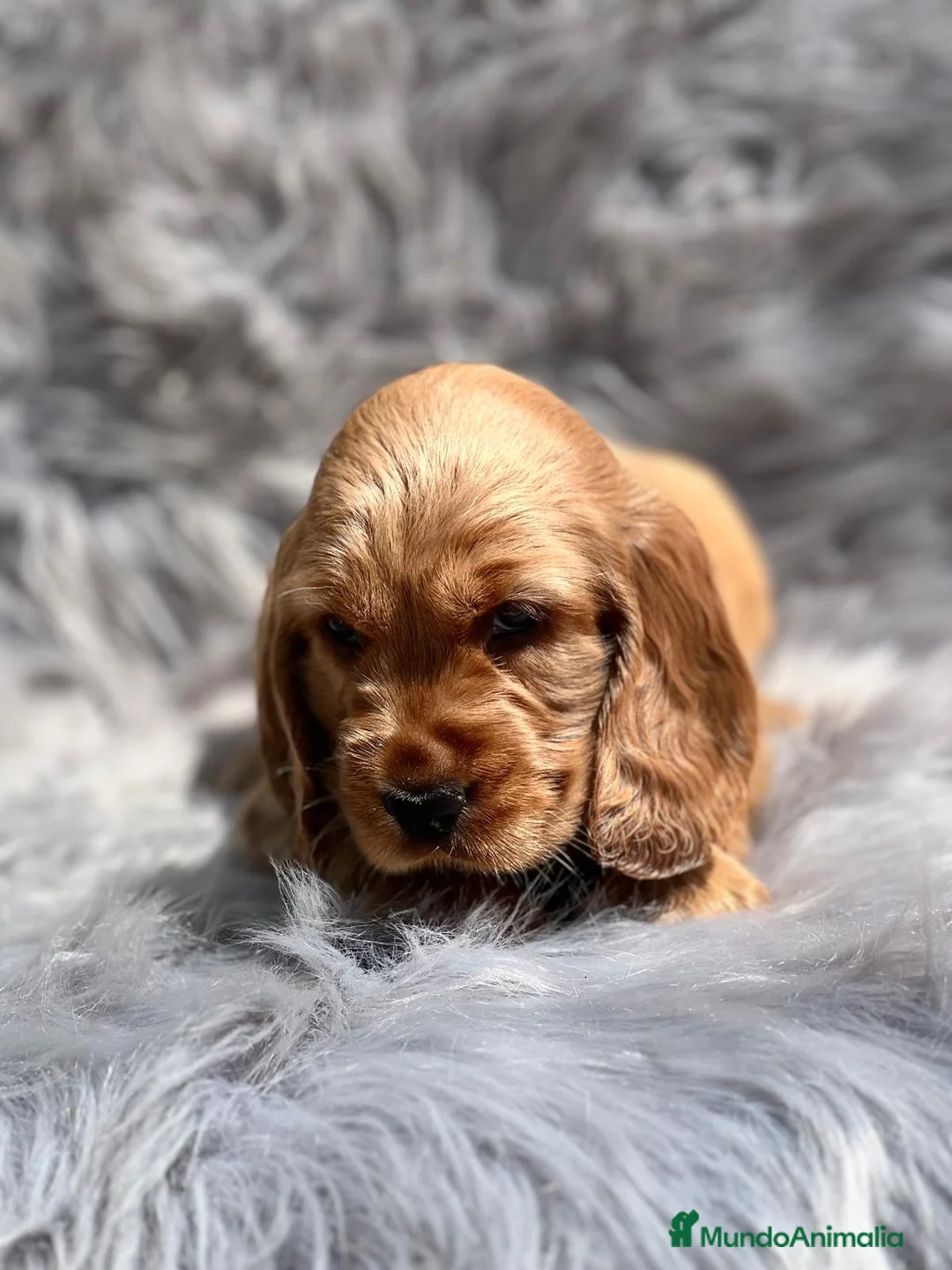 Cocker Spaniel Inglés perros en venta: Cocker ingles dorado en Barcelona - Anuncio 3