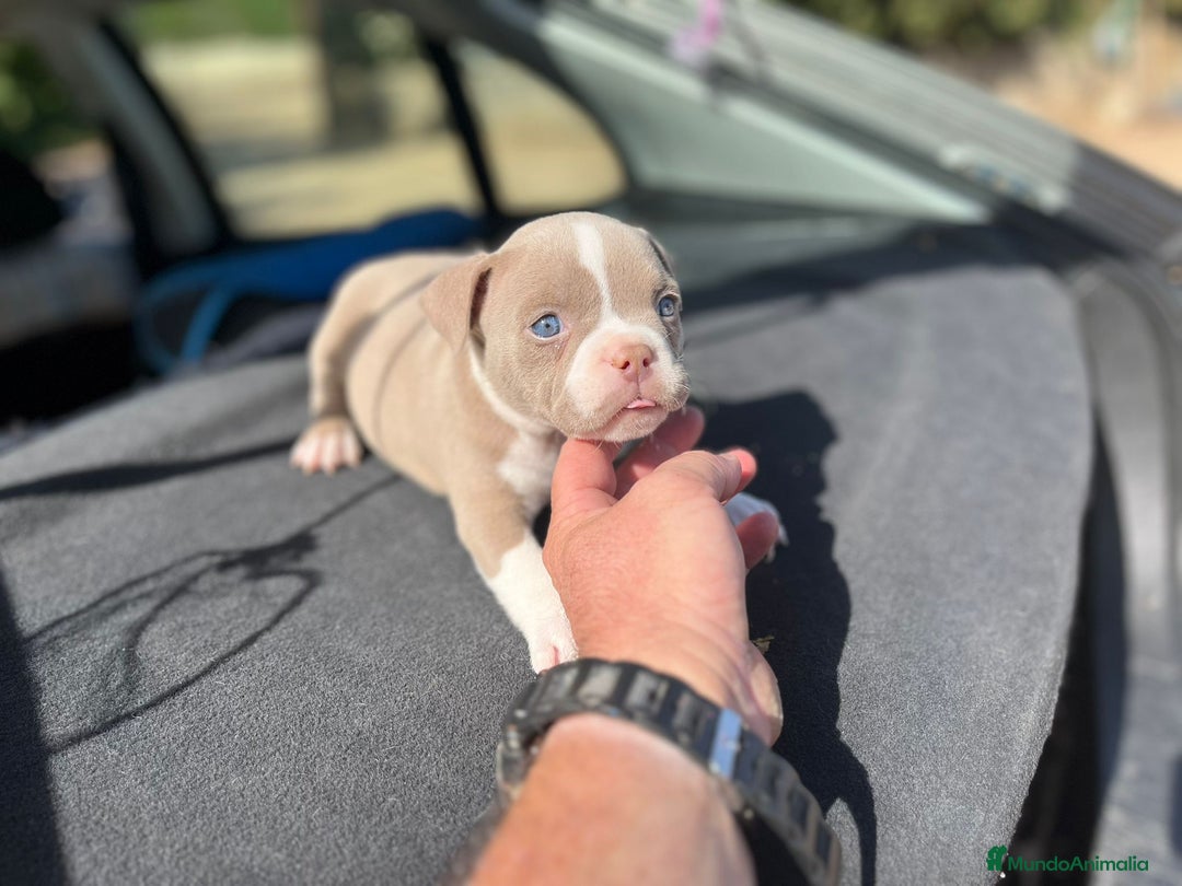 American Bully perros en venta: American bully pocket  - Imagen 8
