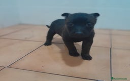 Pastor Belga Malinois perros en venta: PASTOR BELGA MALINOIS - Anuncio 2