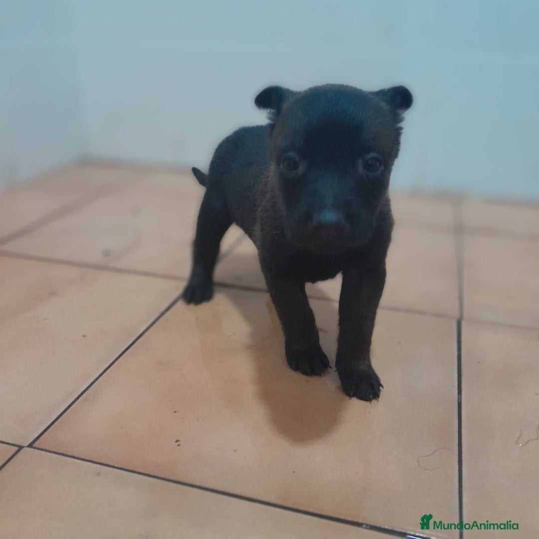 Pastor Belga Malinois perros en venta: PASTOR BELGA MALINOIS - Anuncio 2