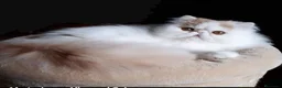 Persa gatos en adopcion: Persa adopcion - Anuncio 1