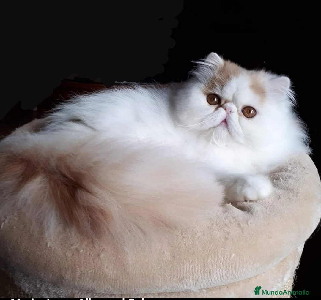Persa gatos en adopcion: Persa adopcion - Anuncio 1