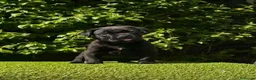 Cane Corso perros en venta: Impresionantes cane corsos maxima calidad - Anuncio 6