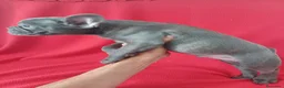 Bulldog Francés perros en venta: Bulldog Francés  - Anuncio 3