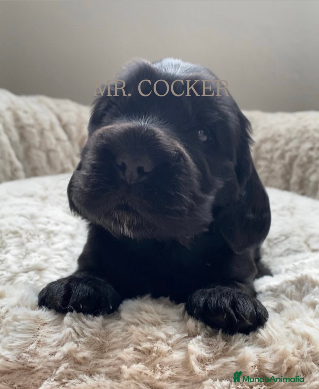 Cocker Spaniel Inglés perros en venta: CACHORRO COCKER SPANIEL INGLÉS  - Anuncio 3