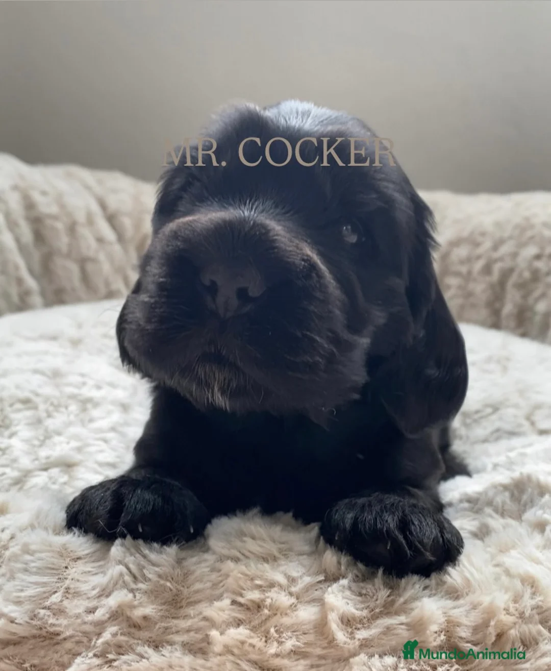 Cocker Spaniel Inglés perros en venta: CACHORRO COCKER SPANIEL INGLÉS  - Anuncio 3