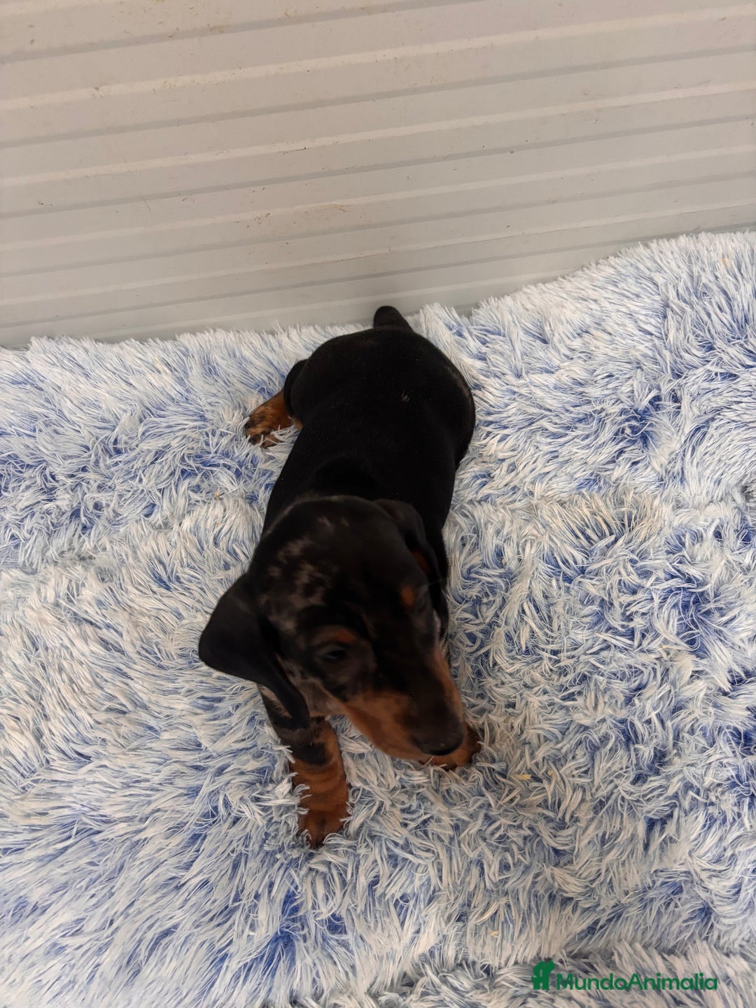 Teckel perros en venta: TECKEL STANDARD - Anuncio 7