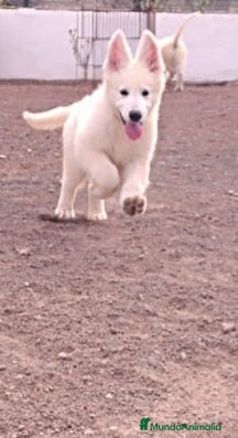 Pastor Blanco Suizo perros Pastor Blanco Suizo  - Anuncio 1