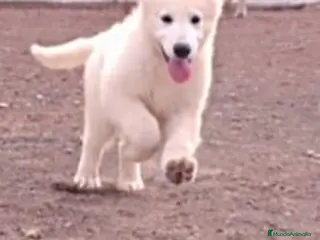 Pastor Blanco Suizo perros Pastor Blanco Suizo - Anuncio 1