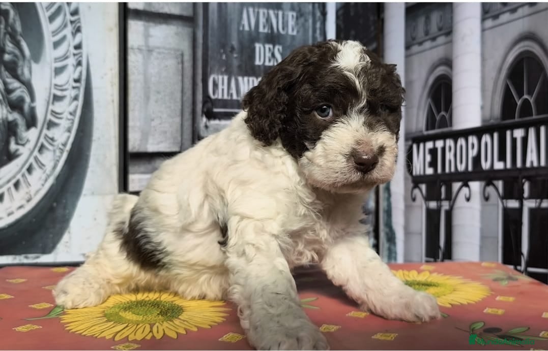 Perro de Agua Español perros Perro de agua  - Anuncio 10