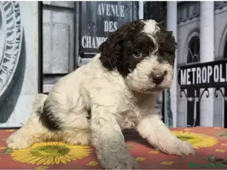 Perro de Agua Español perros Perro de agua - Anuncio 10