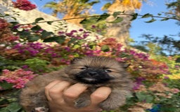 Pomerania perros en venta: Hembra pomerania toys  - Imagen 2