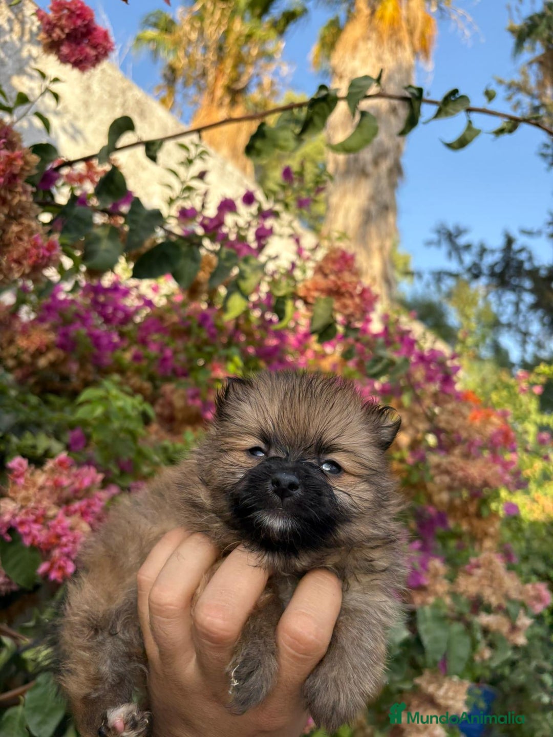 Pomerania perros en venta: Hembra pomerania toys  - Imagen 2
