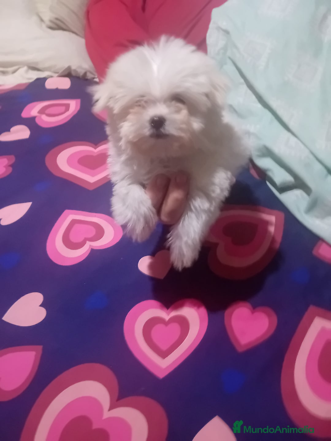 Bichón Maltés perros en venta: ‼️‼️Preciosa camada de bichón maltes toy - Anuncio 3