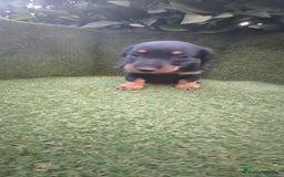 Teckel Miniatura perros en venta: teckel miniatura pelo basto arlequín y negro fuego - Imagen 2