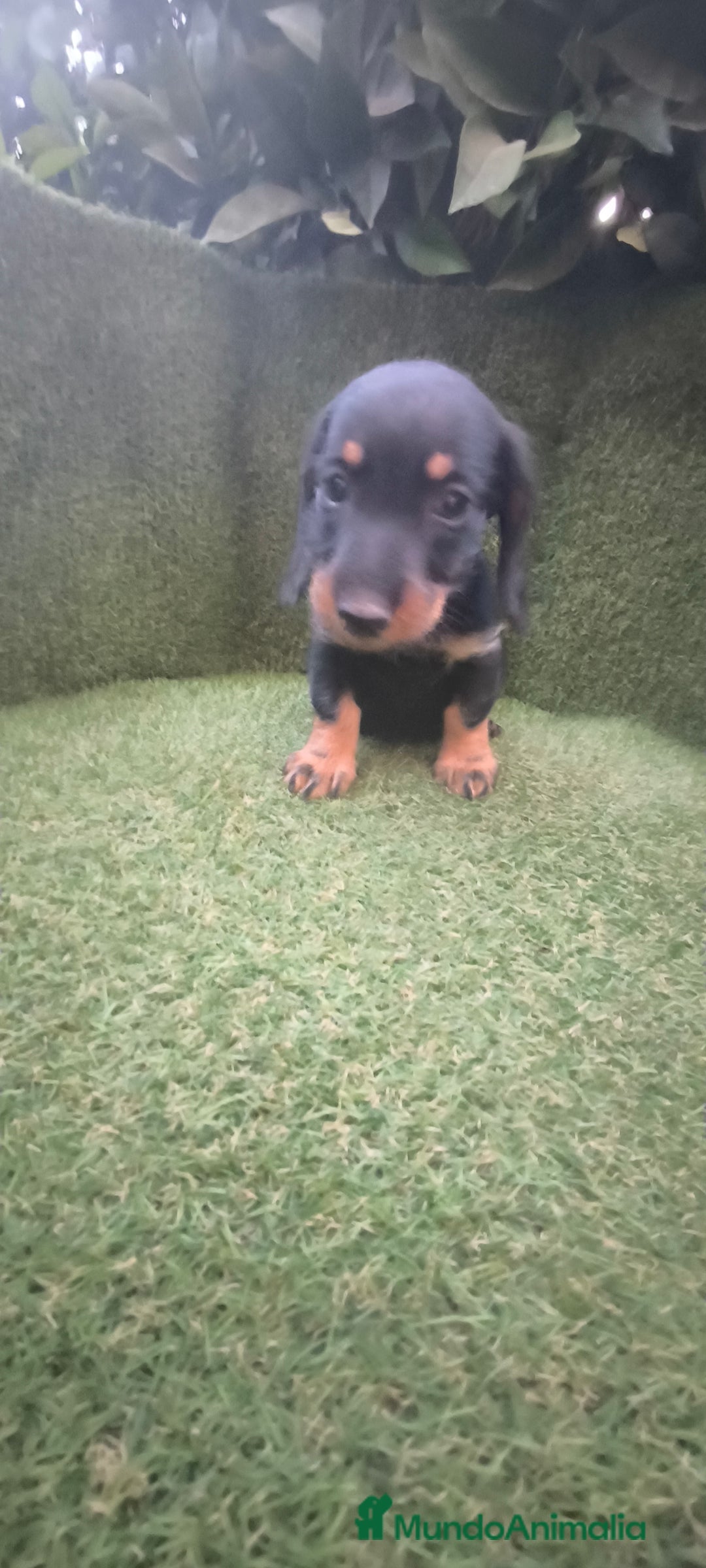Teckel Miniatura perros en venta: teckel miniatura pelo basto arlequín y negro fuego - Imagen 2