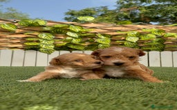 Caniche Toy perros en venta: CANICHE TOY MACHO - Imagen 10