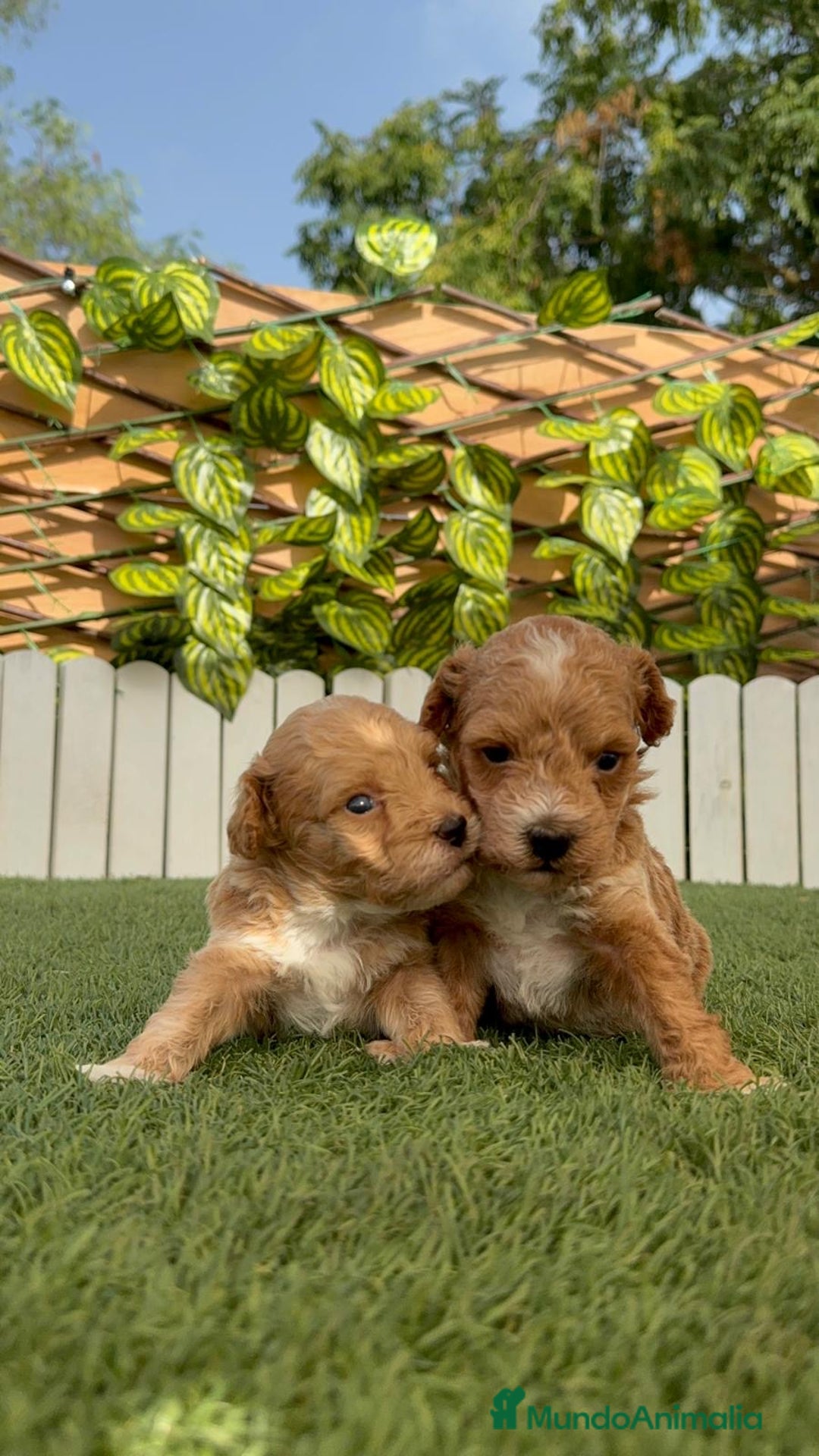 Caniche Toy perros en venta: CANICHE TOY MACHO - Imagen 10