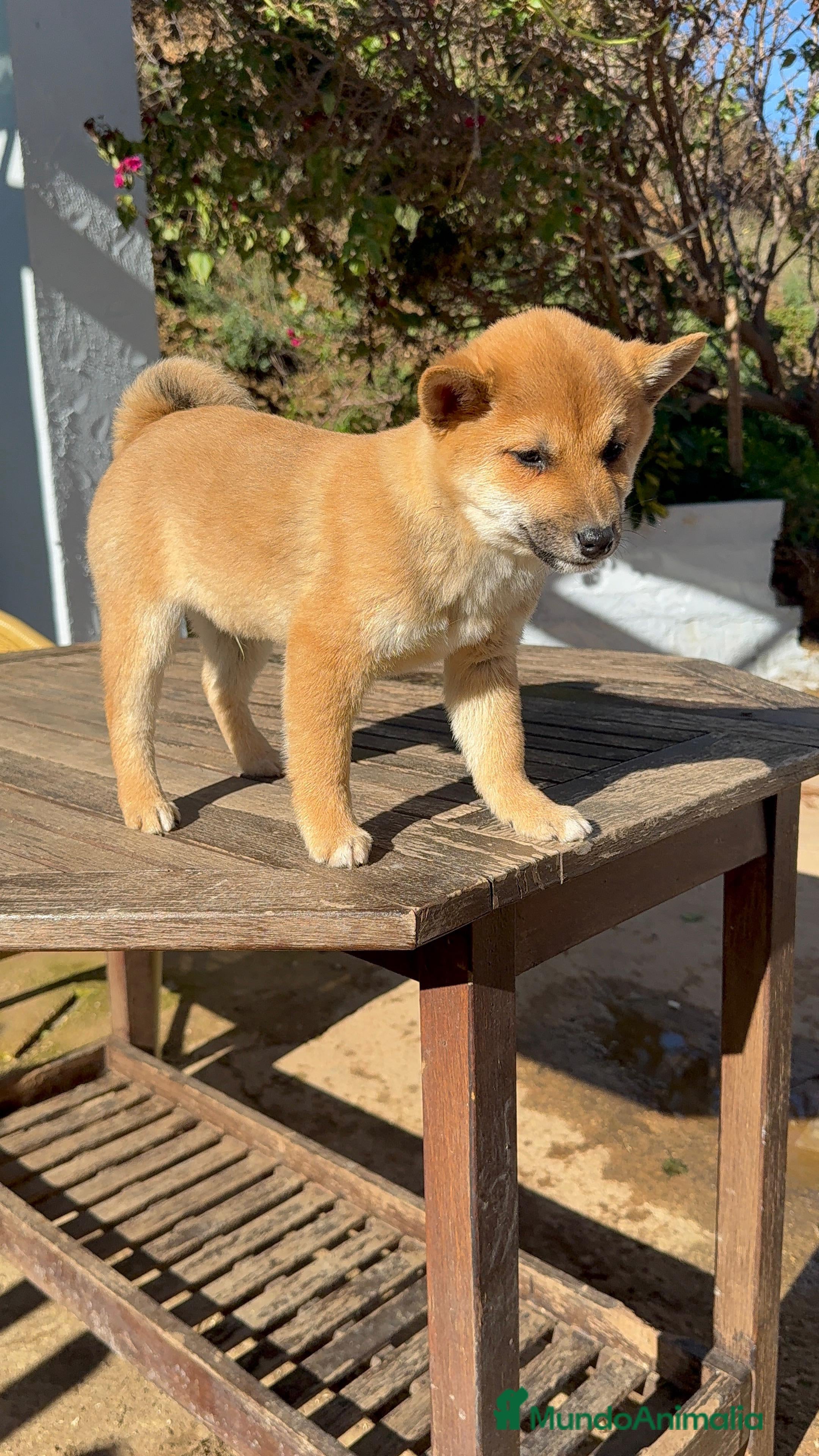 Shiba Inu perros Shiba Inu rojos machos disponibles preciosos bebes - Anuncio 4