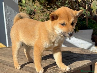 Shiba Inu perros Shiba Inu rojos machos disponibles preciosos bebes - Anuncio 4