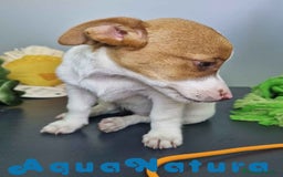 Jack Russell Terrier perros en venta: Jack Russel Hembra JMU 7731 AQUANATURA - Imagen 7