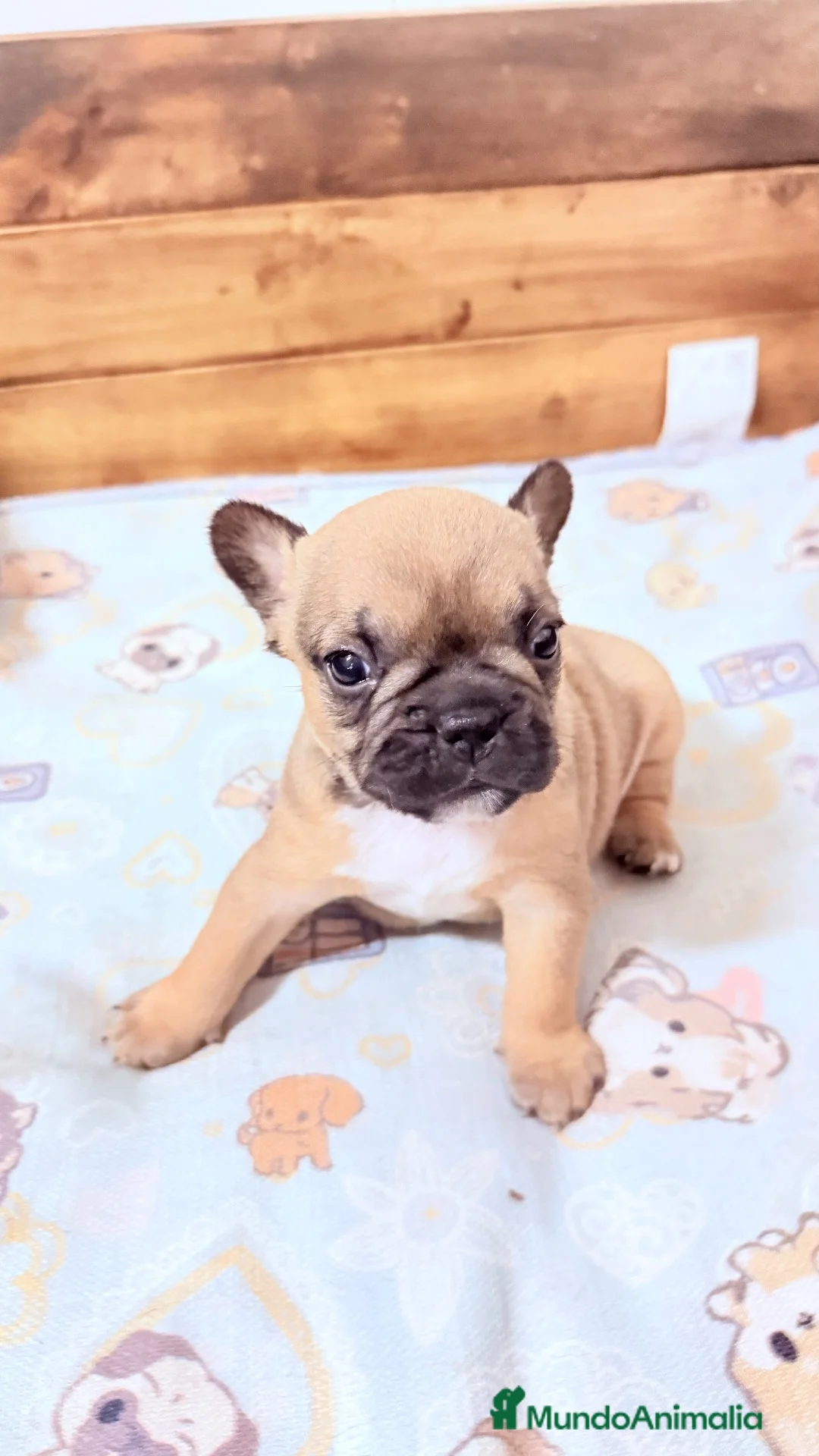 Bulldog Francés perros en venta: Buldog frances - Anuncio 2