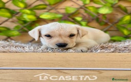 Labrador Retriever perros en venta: Camada de Helena  - Imagen 3