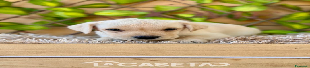 Labrador Retriever Cachorro 3498