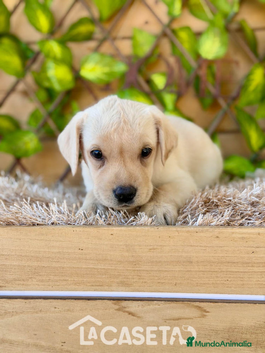 Labrador Retriever perros en venta: Camada de Helena  - Imagen 3
