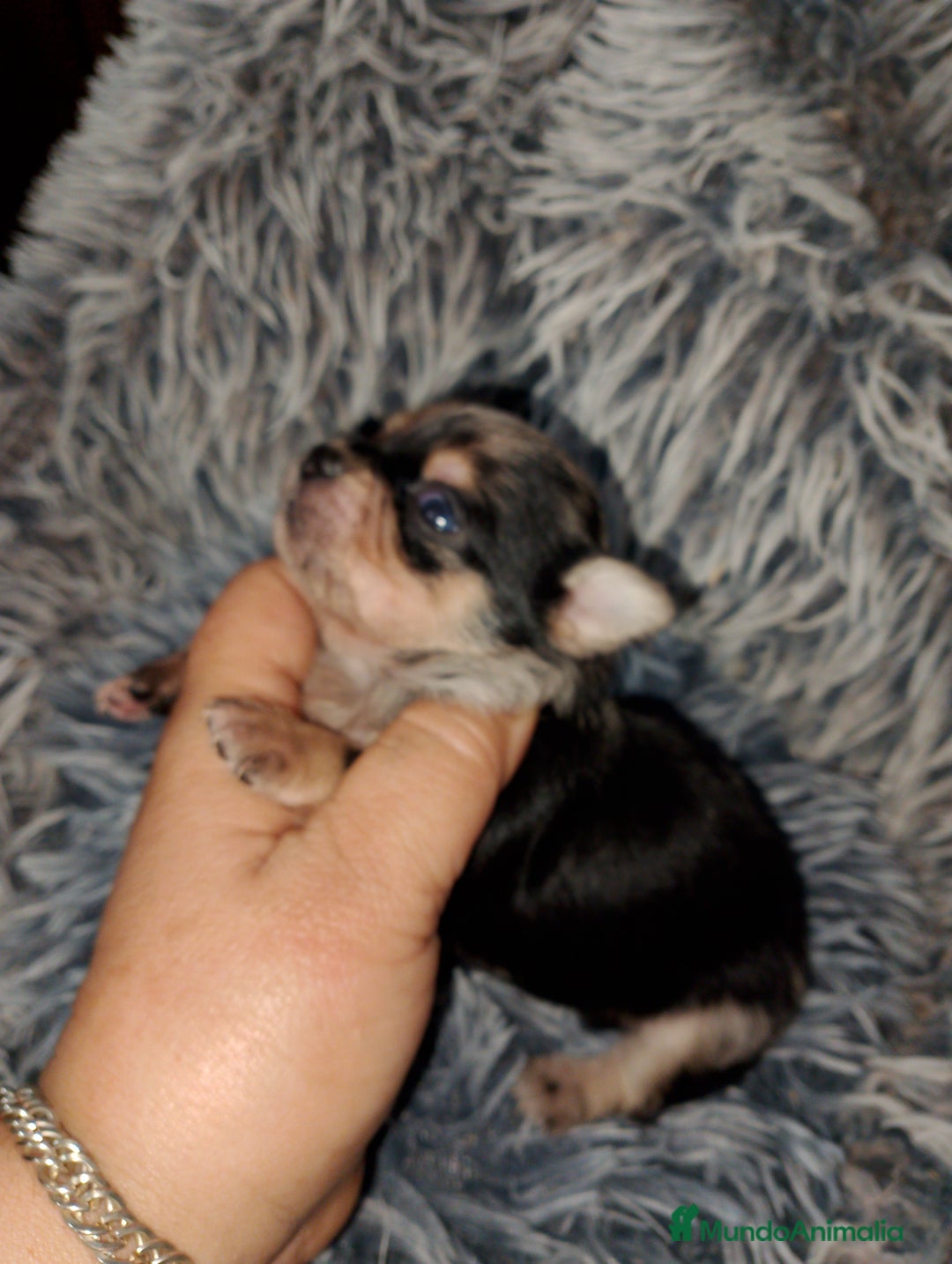 Chihuahua perros en venta: Último cachorrito de Chihuahua Merle - Imagen 3