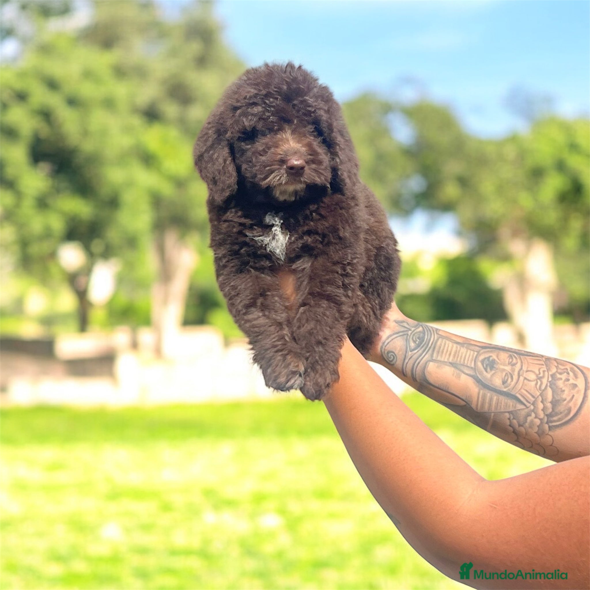 Perro de Agua Español perros Precioso Perro de Agua Español - Anuncio 2