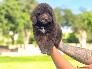 Perro de Agua Español perros Precioso Perro de Agua Español - Anuncio 2